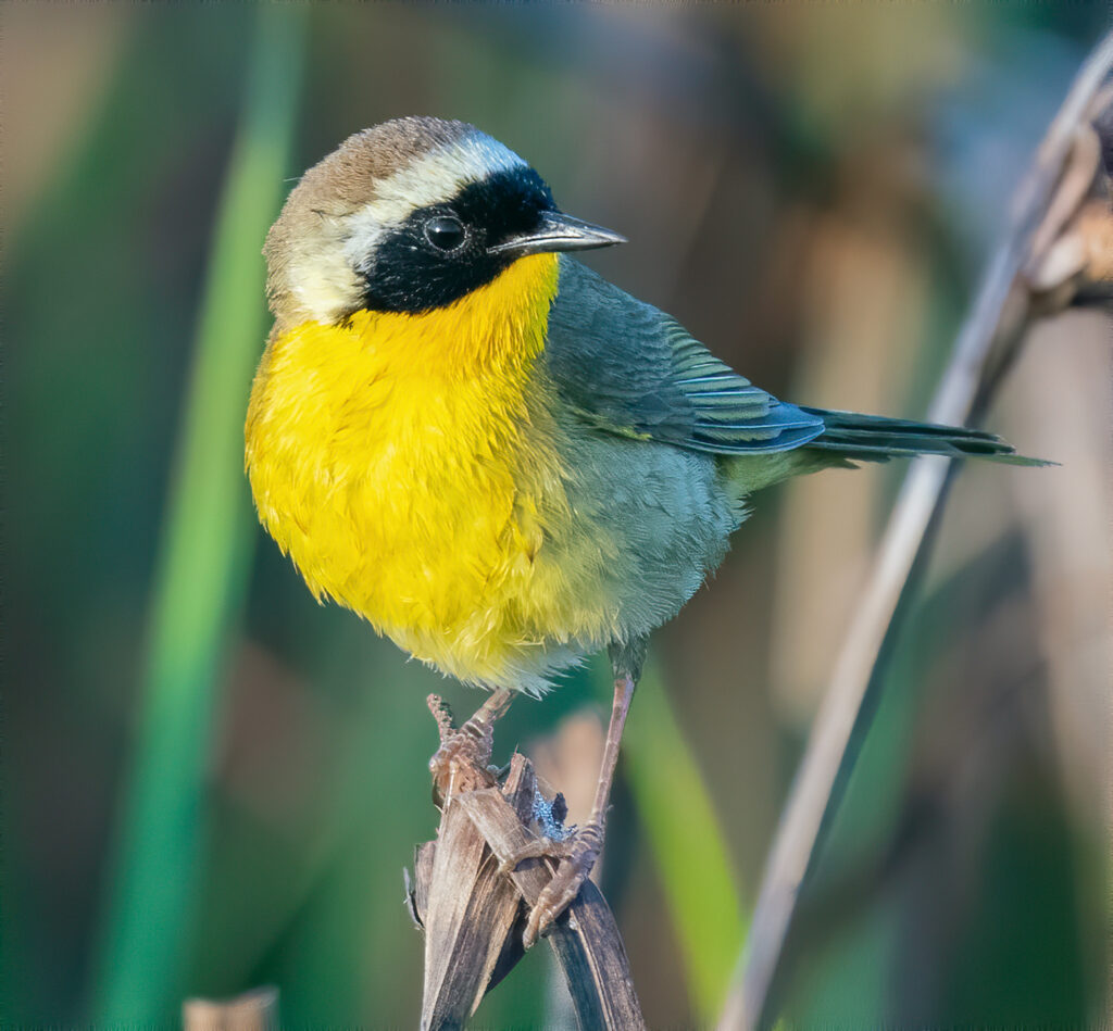 Common Yellowthroat, Geothlypis trichas, perched in a marsh,