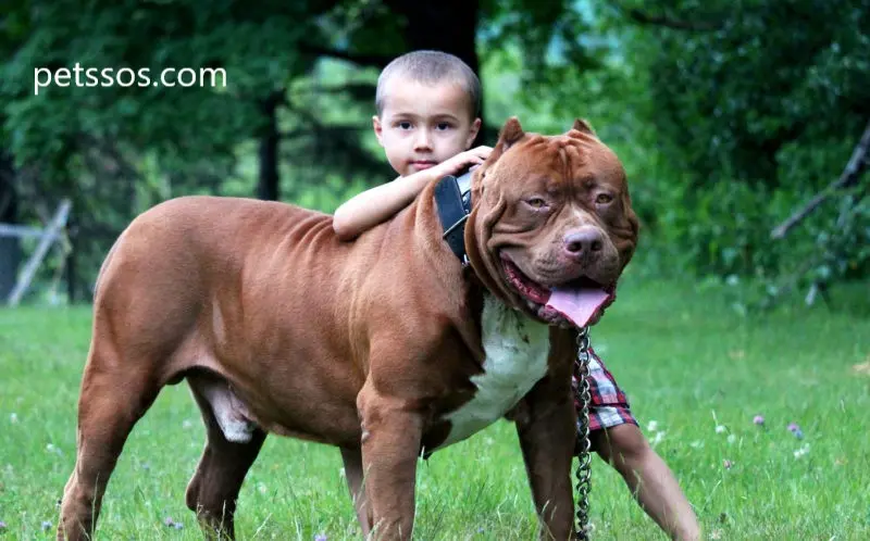 How can you stop a pit bull that is biting a child