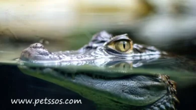 Why do crocodiles stay still