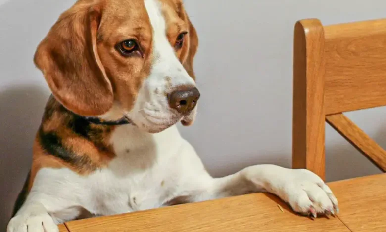 Best Dry Food for Beagles