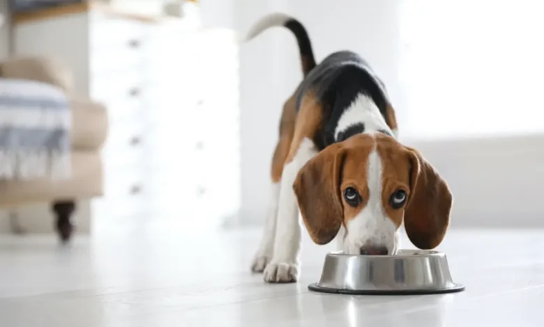  Best Food for Your Puppy Beagle