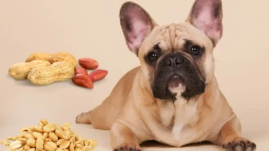 Best Raw Food for French Bulldogs with Allergies