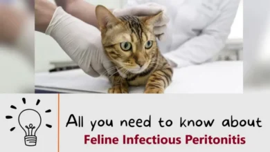 Feline Infectious Peritonitis- FIP