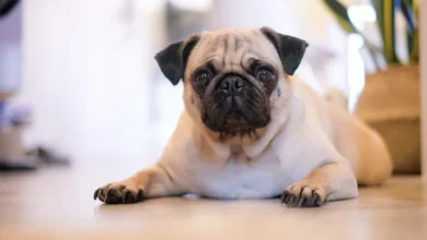 Finding the Right Dog Food for Pugs with Allergies