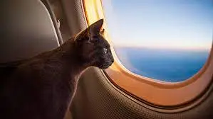 Gol Airlines Pet Policy