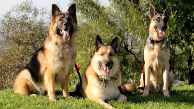 How often should you breed a German shepherd dog?