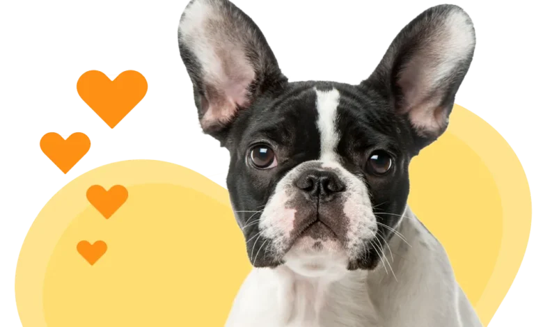 Should I Get Pet Insurance for My French Bulldog?