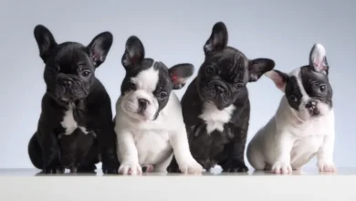 The Best Puppy Food for French Bulldogs: A Nutritional Guide