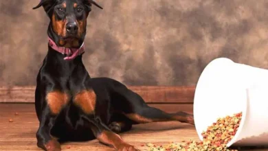 best-dog-food-for-dobermans-to-gain-weight