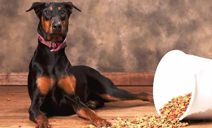 best-dog-food-for-dobermans-to-gain-weight