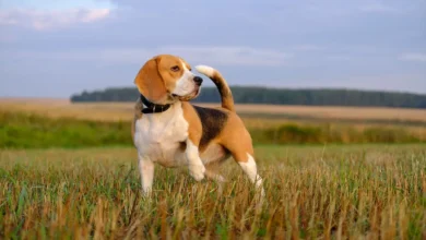 best-food-for-overweight-beagles