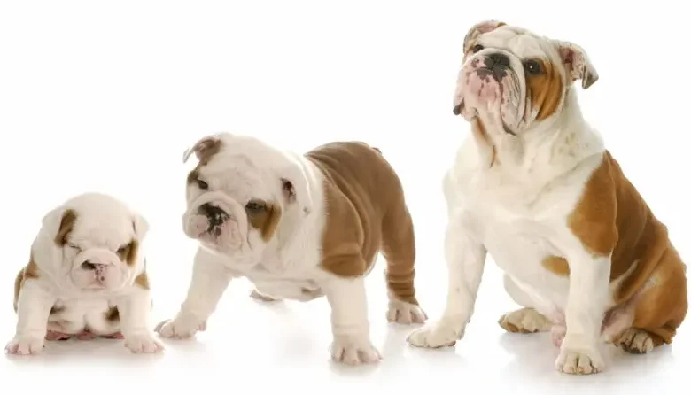best protein for english bulldog