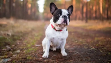 common-diseases-in-french-bulldogs-with-treatment