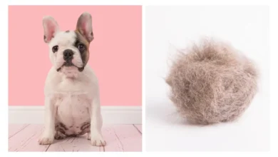 managing-excessive-shedding-in-french-bulldogs