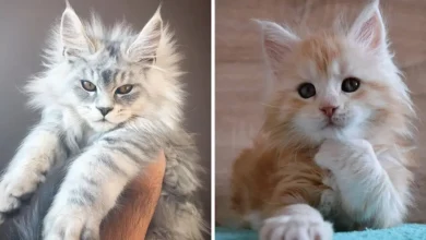 the-best-food-for-a-7-month-old-maine-coon-kitten