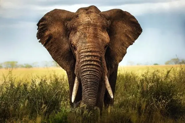 Do elephants have double vision?