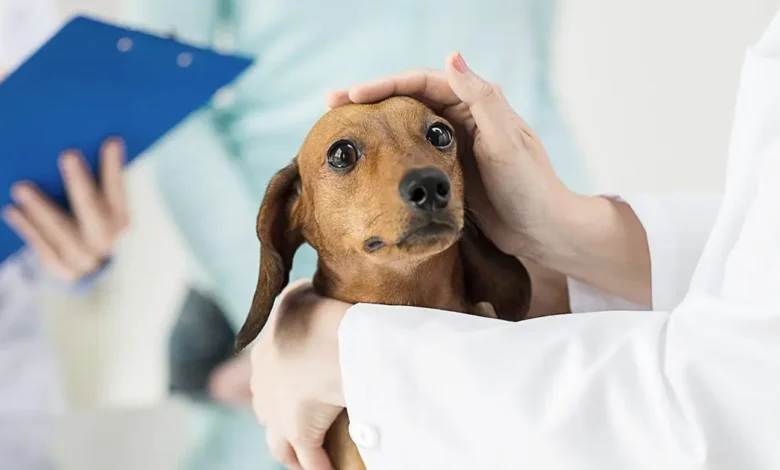 what-is-the-prognosis-for-dogs-with-severe-acute-renal-failure-arf