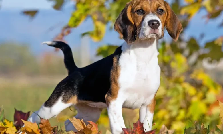 best-dog-food-for-weight-loss-in-beagles-a-comprehensive-guide
