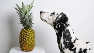 can-dogs-eat-pineapple