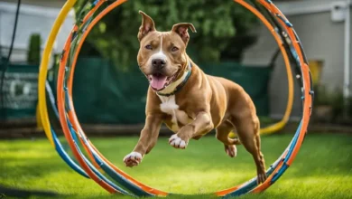 pit-bull-care-tips-for-healthy-happy-dogs