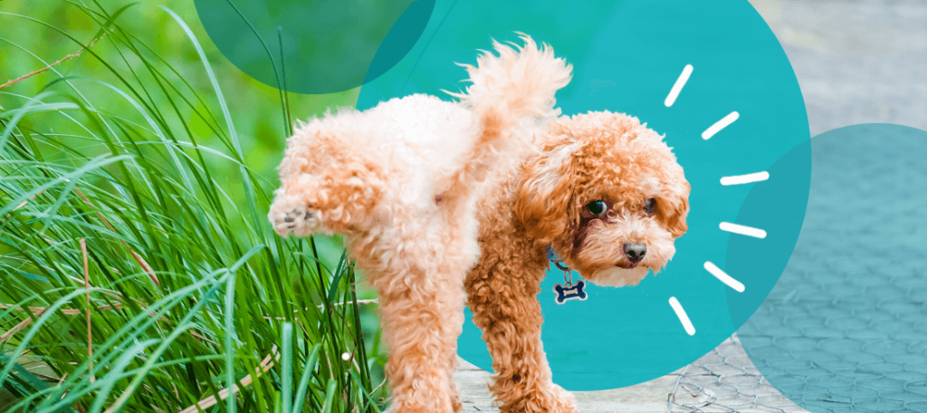 Bladder Infections in Female Dogs: A Painful Problem with 5 Effective Solutions