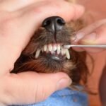 Dental Cleaning for Dogs: 5 Damaging Mistakes That Sabotage Long-Term Health