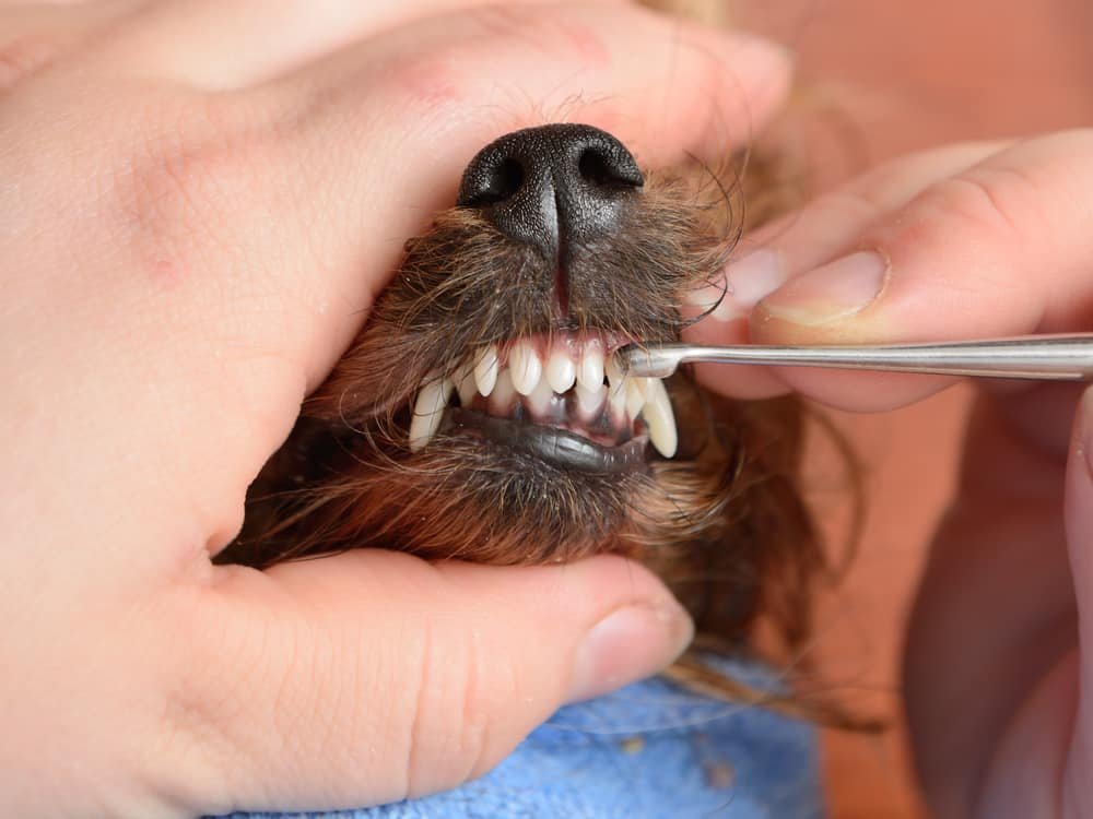 Dental Cleaning for Dogs: 5 Damaging Mistakes That Sabotage Long-Term Health