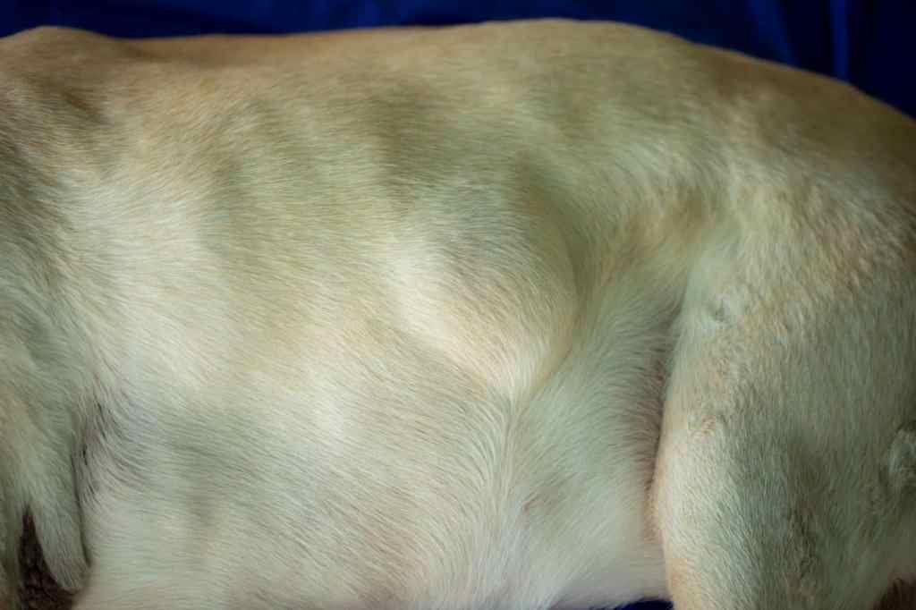 Fatty Tumors in Dogs: 5 Alarming Signs You Shouldn’t Ignore