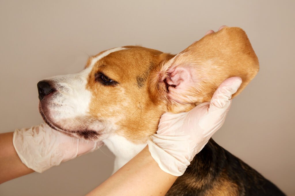 How Do Dogs Get Ear Infections: Spotting 5 Common Causes and Prevention Tips You Should Know