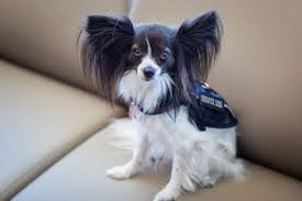 How soon does Depo Provera in dogs prevent pregnancy or mating?