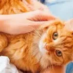 My cat licked some nail cleaning solution. Is this dangerous? What should I do? What steps should I take? When should I take her to the vet?