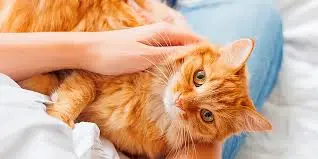 My cat licked some nail cleaning solution. Is this dangerous? What should I do? What steps should I take? When should I take her to the vet?