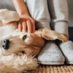 My dog ate a tiny piece of onion. Is it toxic? What should I do?