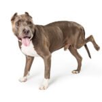 My dog can’t jump, winces, and has quivery legs. Is it back pain?