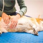 My dog cries when I touch her stomach and won't move. Is it serious?