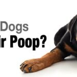 My dog eats poop. Why does he do it and how can I make him stop?