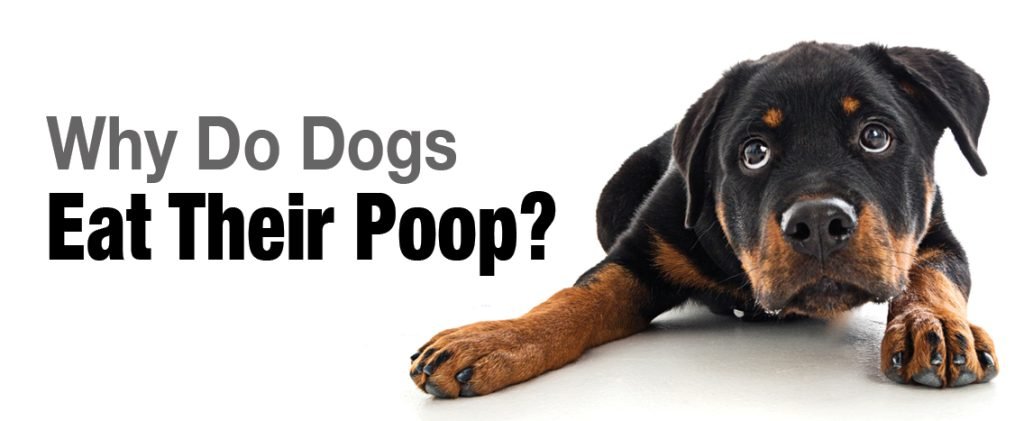 My dog eats poop. Why does he do it and how can I make him stop?
