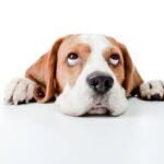 My dog has a rash with bumps around her mouth. What should I do?