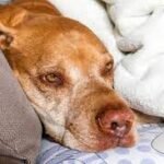 My dog eats a lot but stays thin. Why isn't he gaining weight?