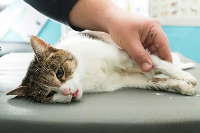 my-cat-is-shivering-vomiting-green-fluid-and-crying