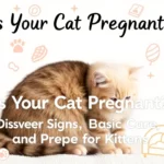 هل قطتك حامل؟ اكتشفي العلامات، والرعاية الأساسية، واستعدي لاستقبال صغار القطط